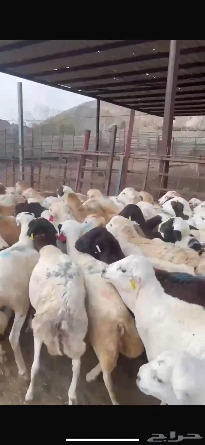 عروضنا لاتفوتكم مر الحوش وتفرج بنفسك 3