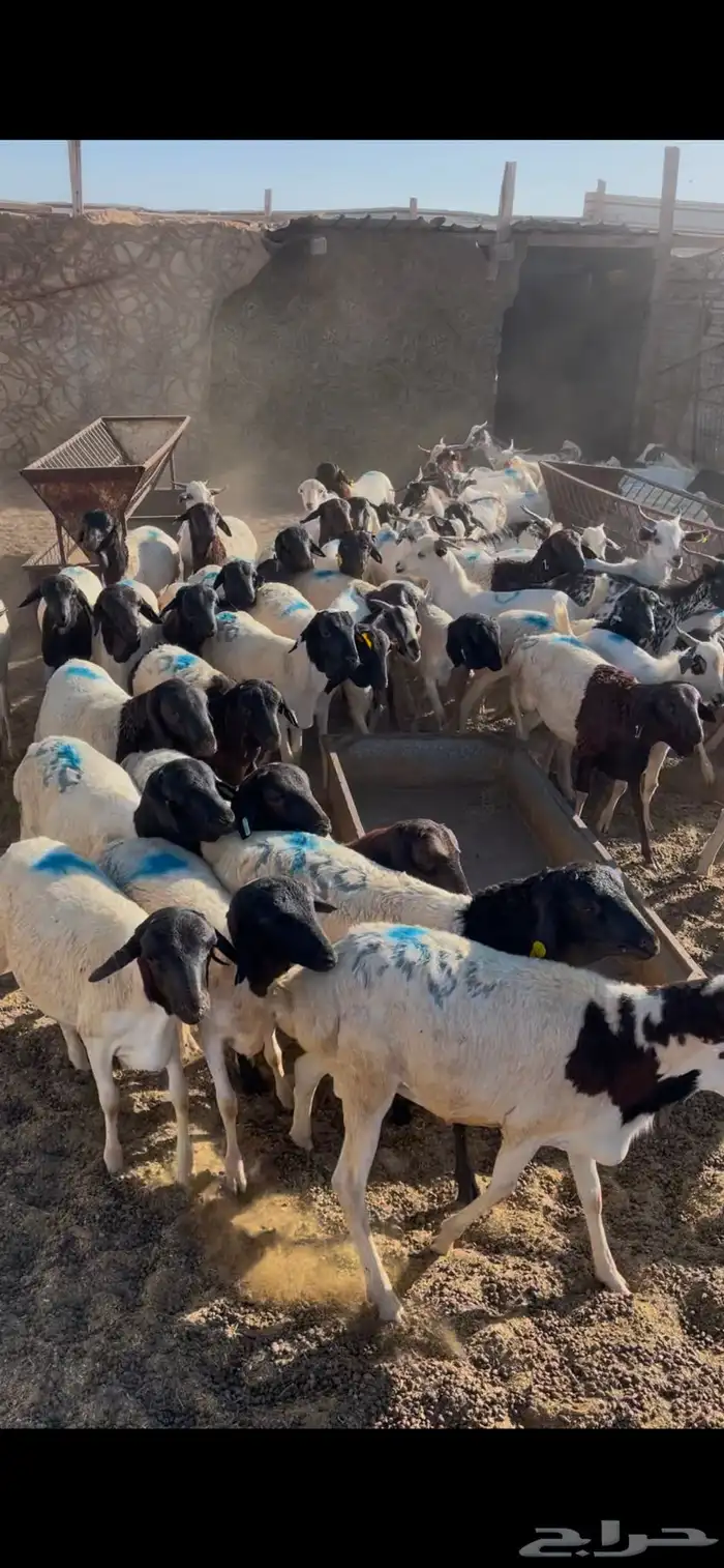 عروضنا لاتفوتكم مر الحوش وتفرج بنفسك 5