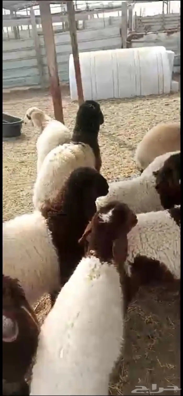 احجز اضحية اطيب الذبائح حري ونعيم 5