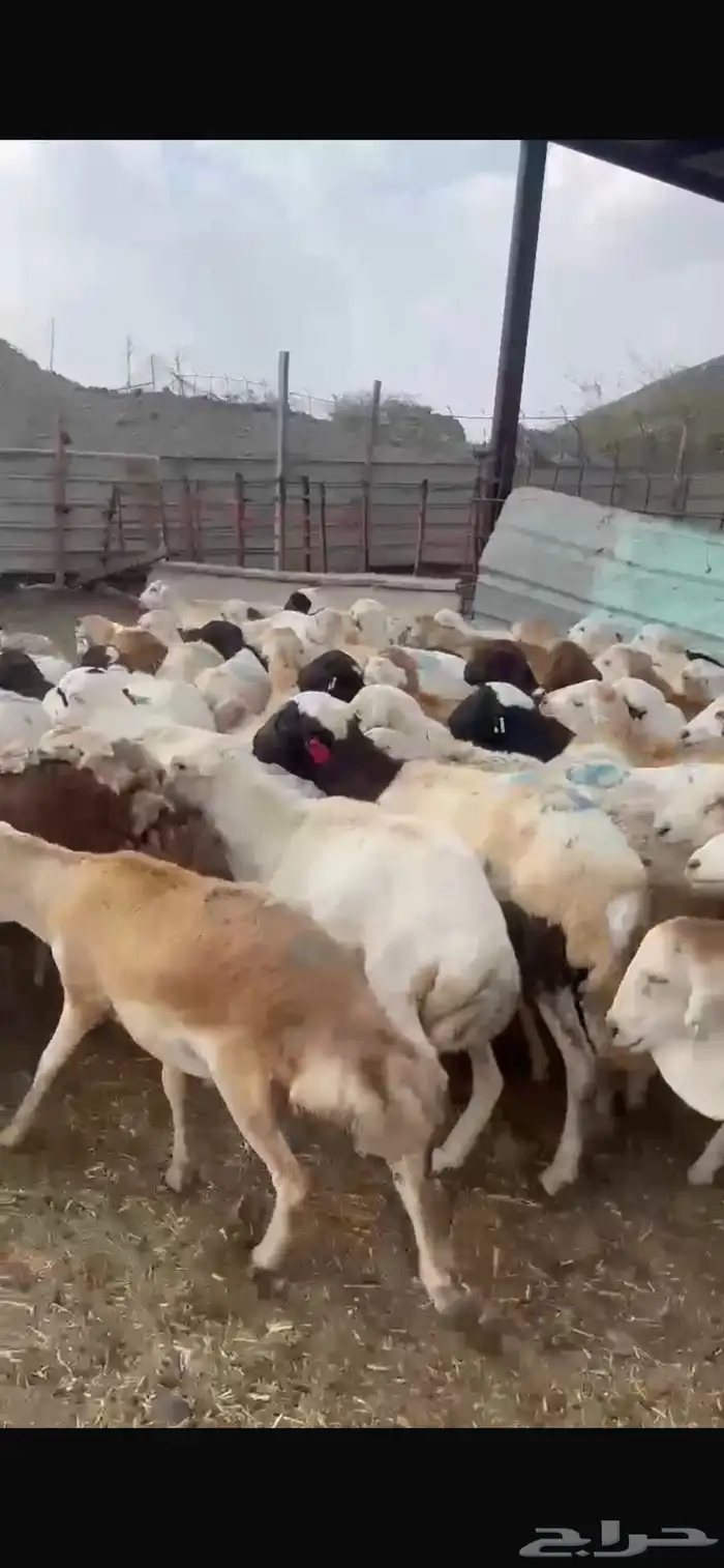عروضنا لاتفوتكم مر الحوش وتفرج بنفسك 0