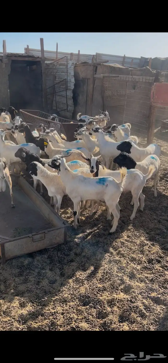 عروضنا لاتفوتكم مر الحوش وتفرج بنفسك 4