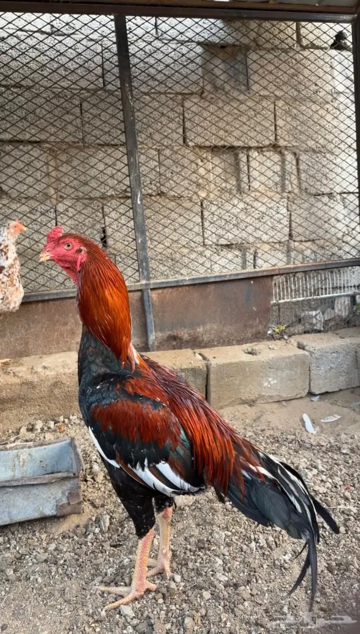 ( تم البيع ) ديك باكستاني 1