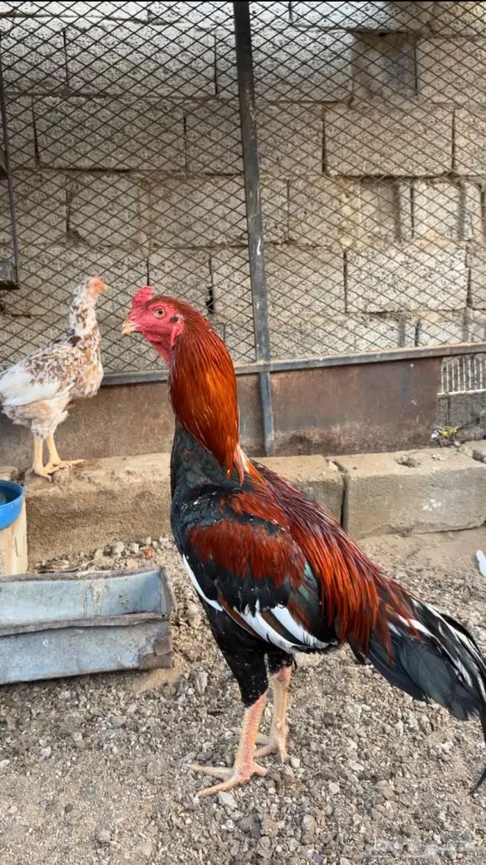 ( تم البيع ) ديك باكستاني 0