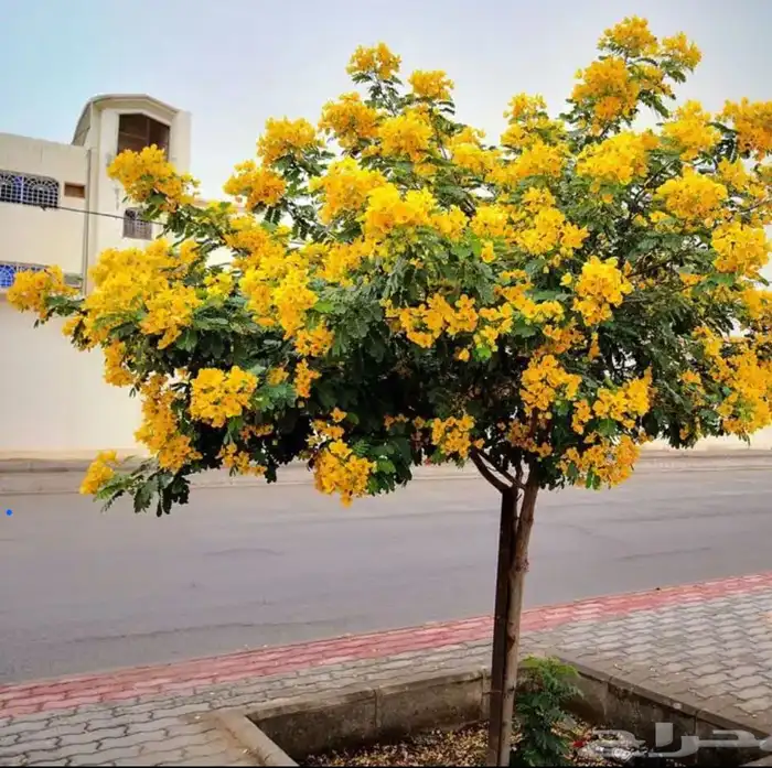 تنسيق حدائق لاند اكسيب 25