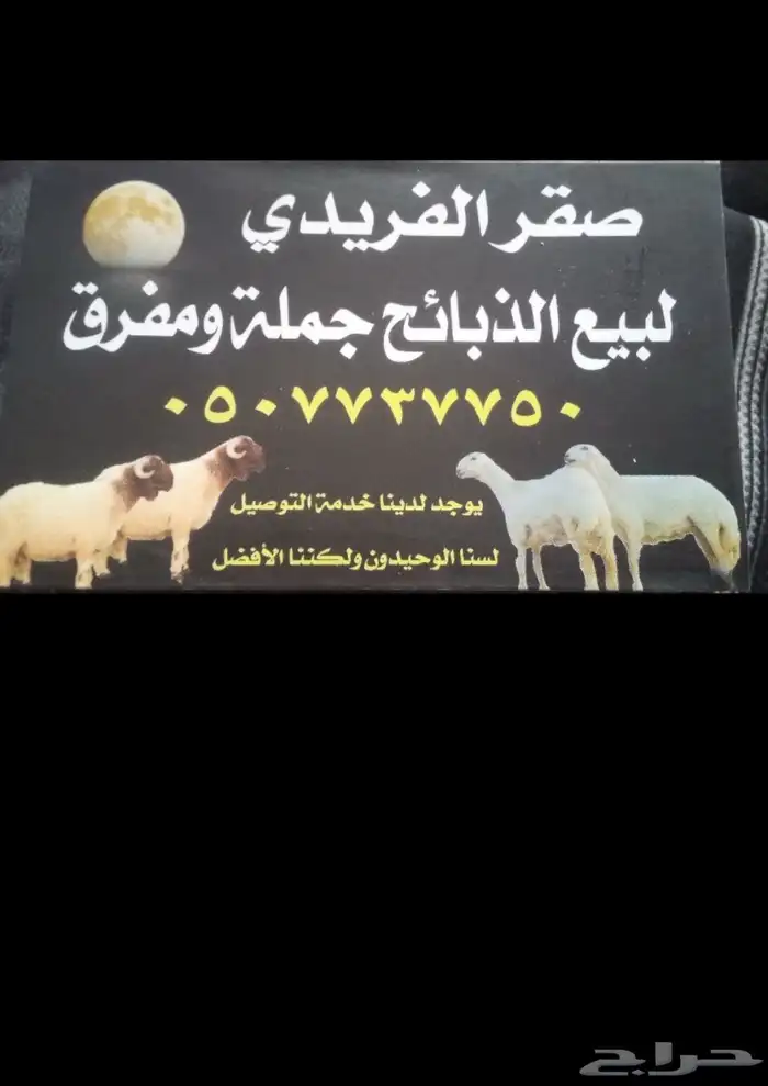 صقر للأغنام بالدمام 0