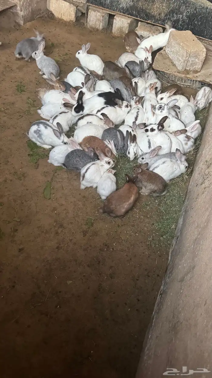 ارانب للبيع بلدي مراح واحد 0
