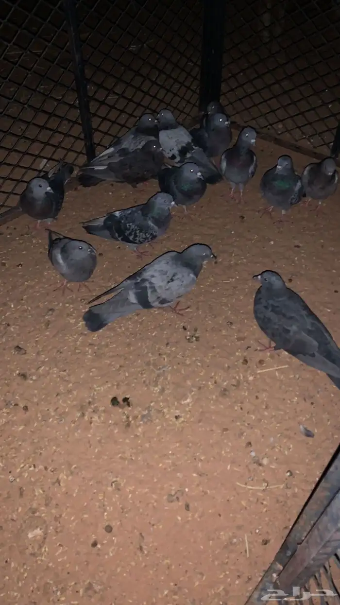 حمام خضاري 0