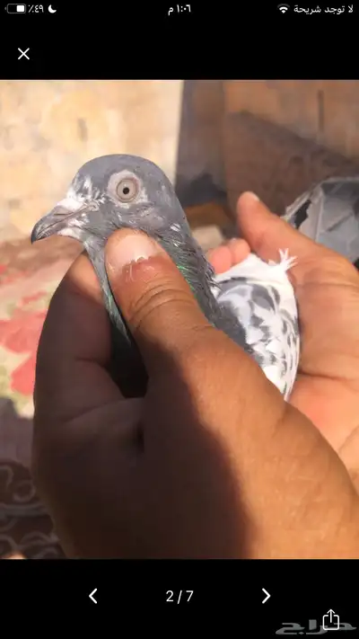 جوز للبيع 0