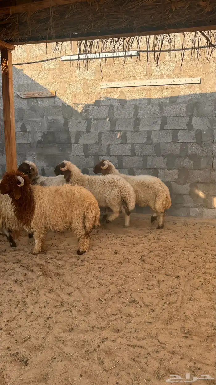 ذبايح 4