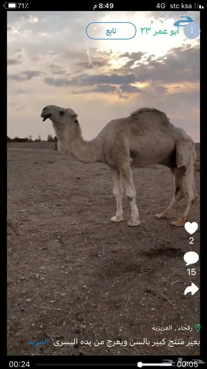 بعير منتج كبير بالسن ويعرج من يده اليسرى 0