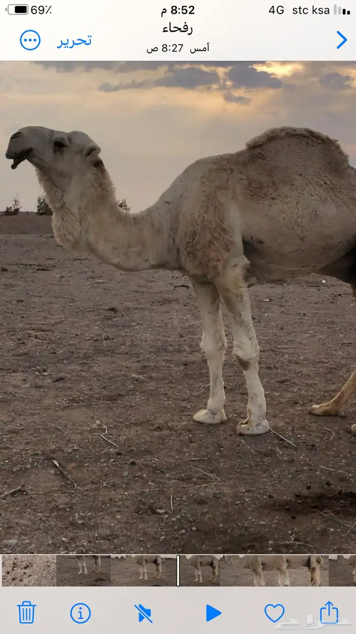 بعير منتج كبير بالسن ويعرج من يده اليسرى 1