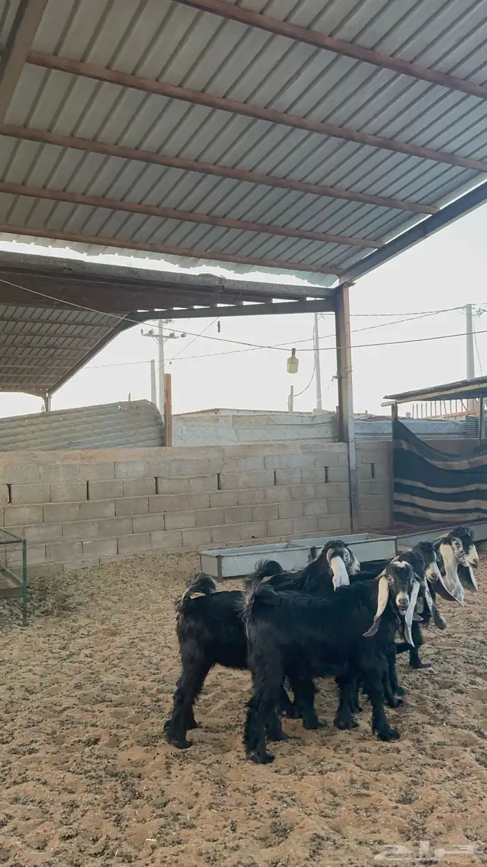تيوس عوارض 3