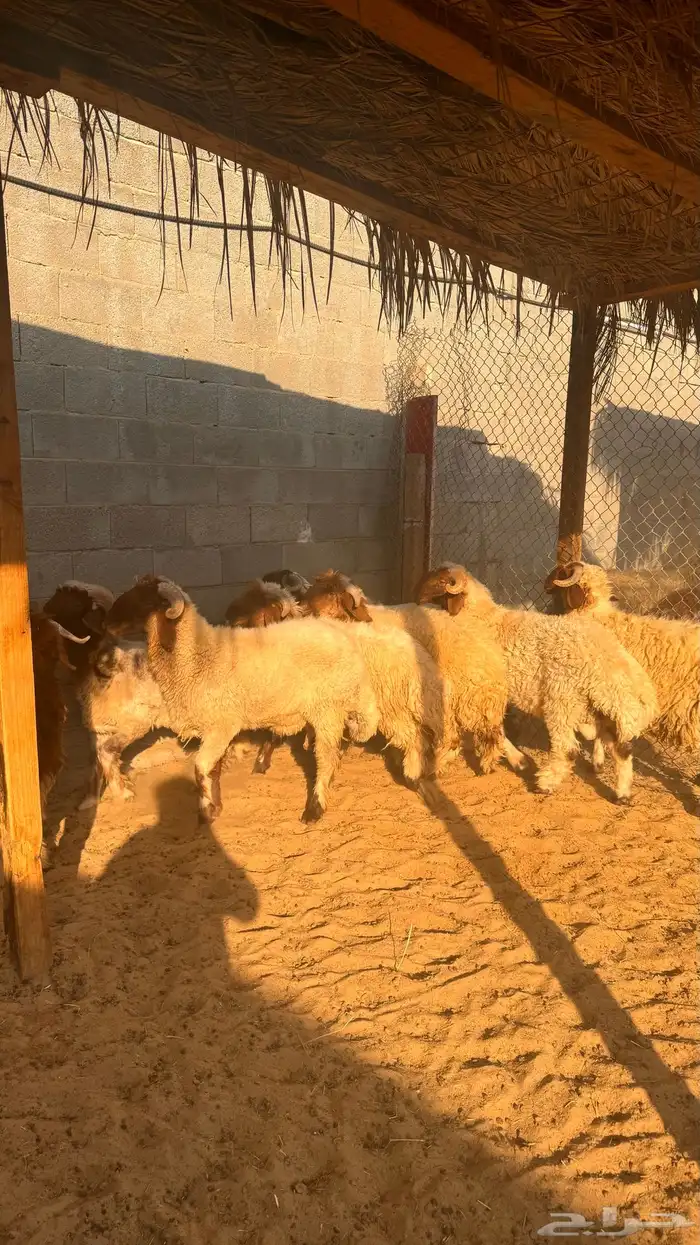 ذبايح 10