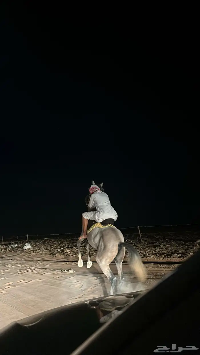 حصان شعبي 1