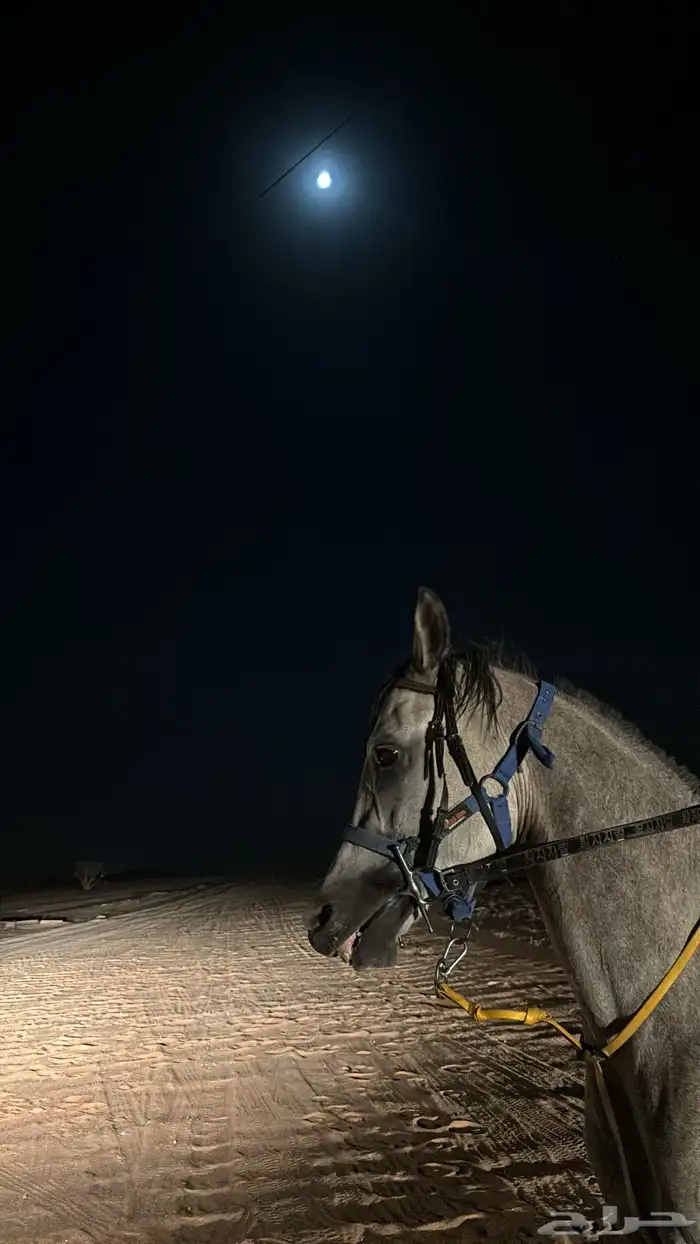 حصان شعبي 2