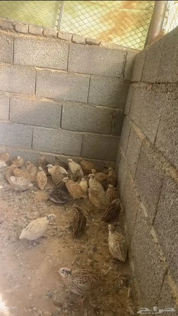 سمان للبيع 1