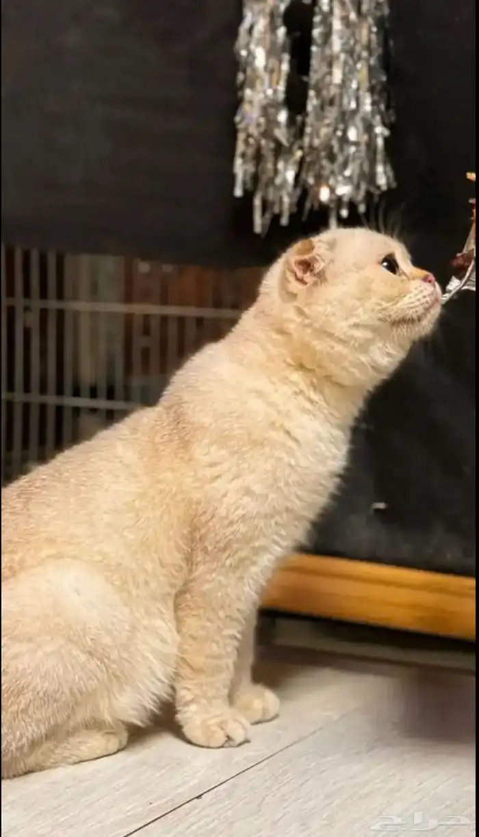سكواتش مميز لونه Ny1133 تم البيع فيه اخوانه صغار 1