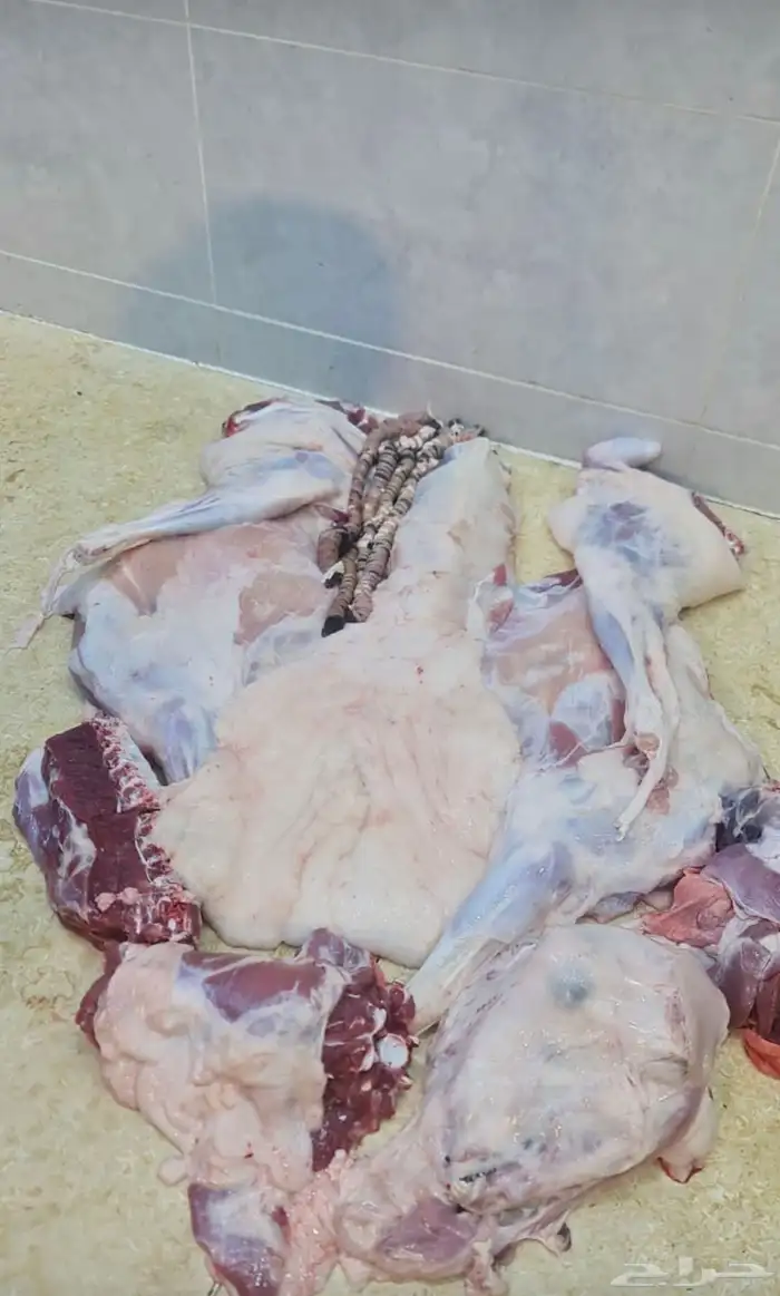 شي يجمل وزود آبو فيصل 7