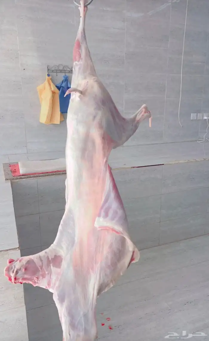 شي يجمل وزود آبو فيصل 1