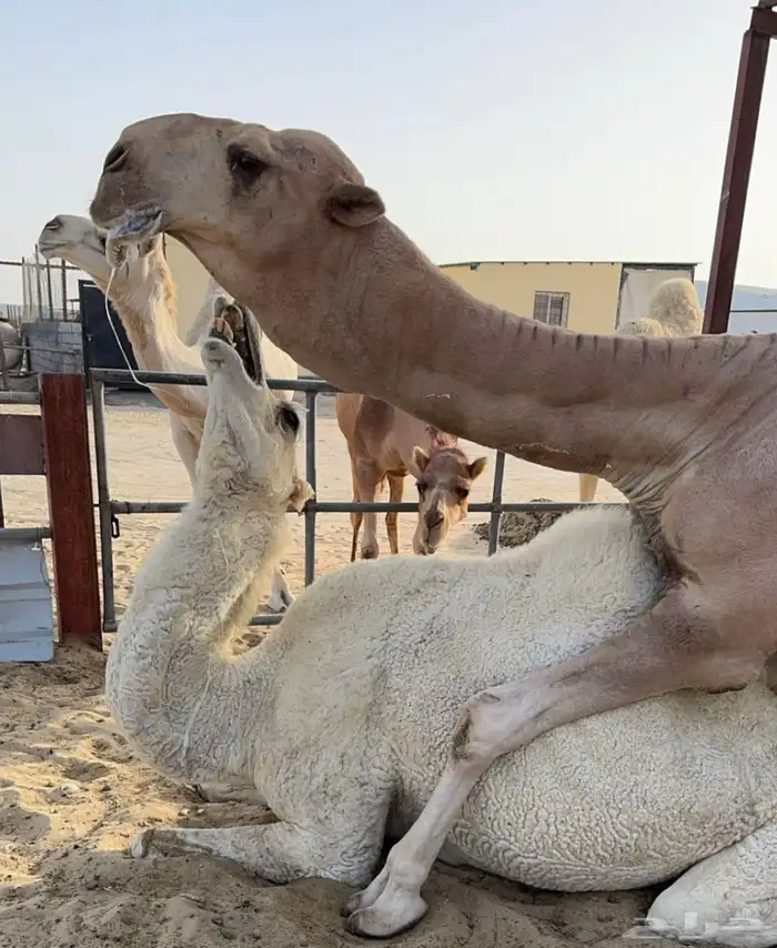 ناقه وضحا كفو معشر على باتلي ( تم البيع ) 0