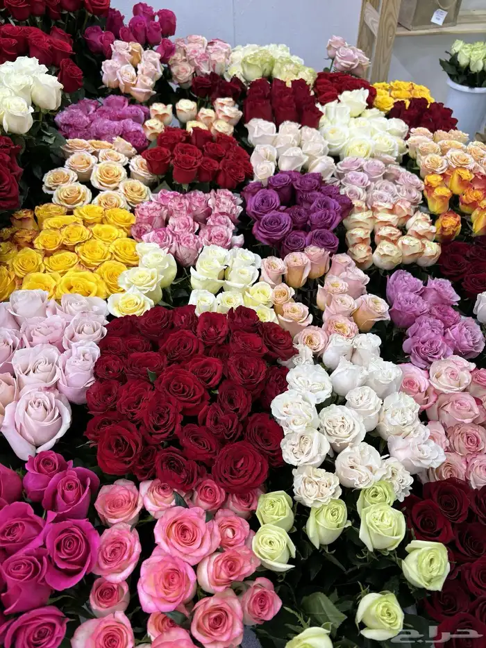 ورد جملة 2
