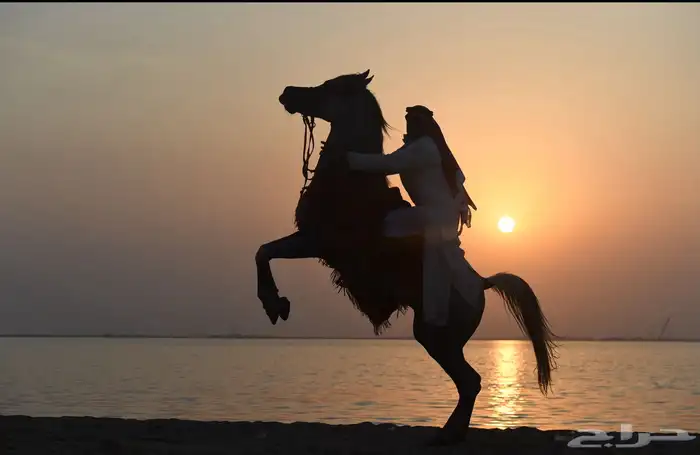 خيول عربييه للايجار 6