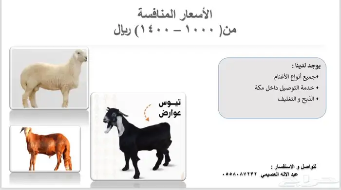 ذبايح زواجات غنم حري سواكن تيوس للبيع مكه الشرائع 0