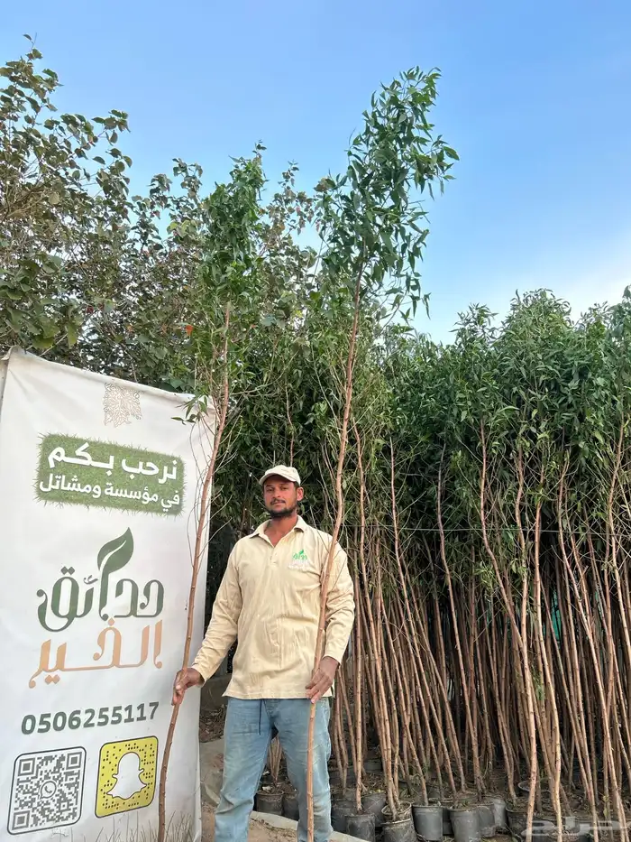 كرفس ( بزروميا ) 3 متر ل 3.5 1