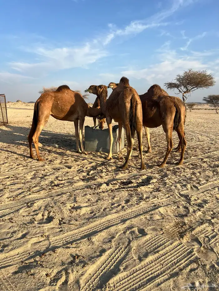 نياق البيع العداد 5 1