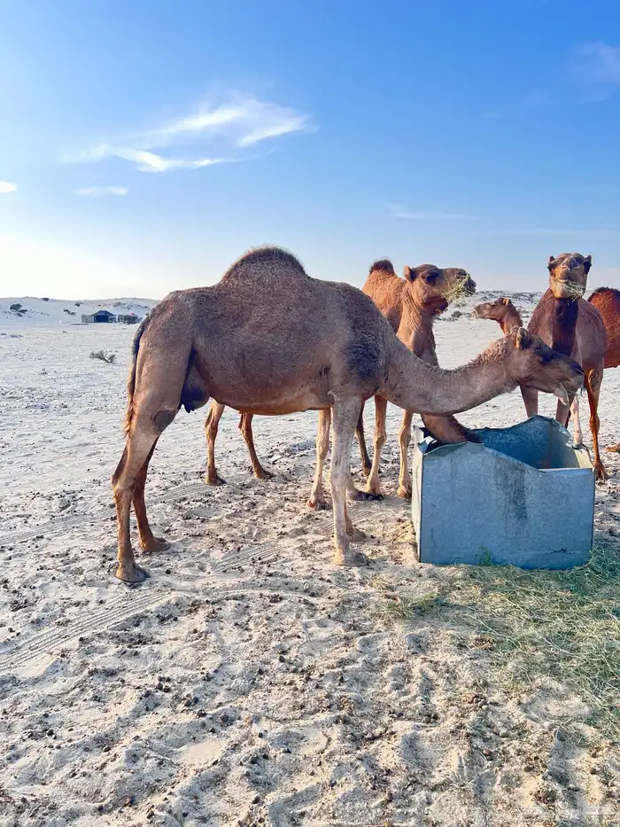 نياق البيع العداد 5 0