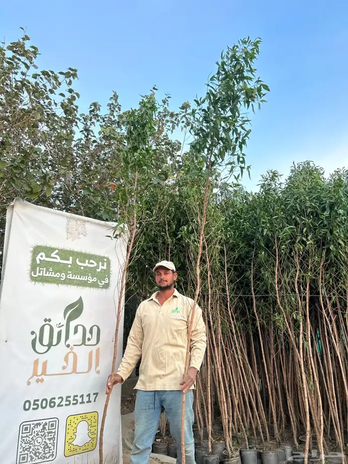 كرفس ( بزروميا ) 3 متر ل 3.5 0