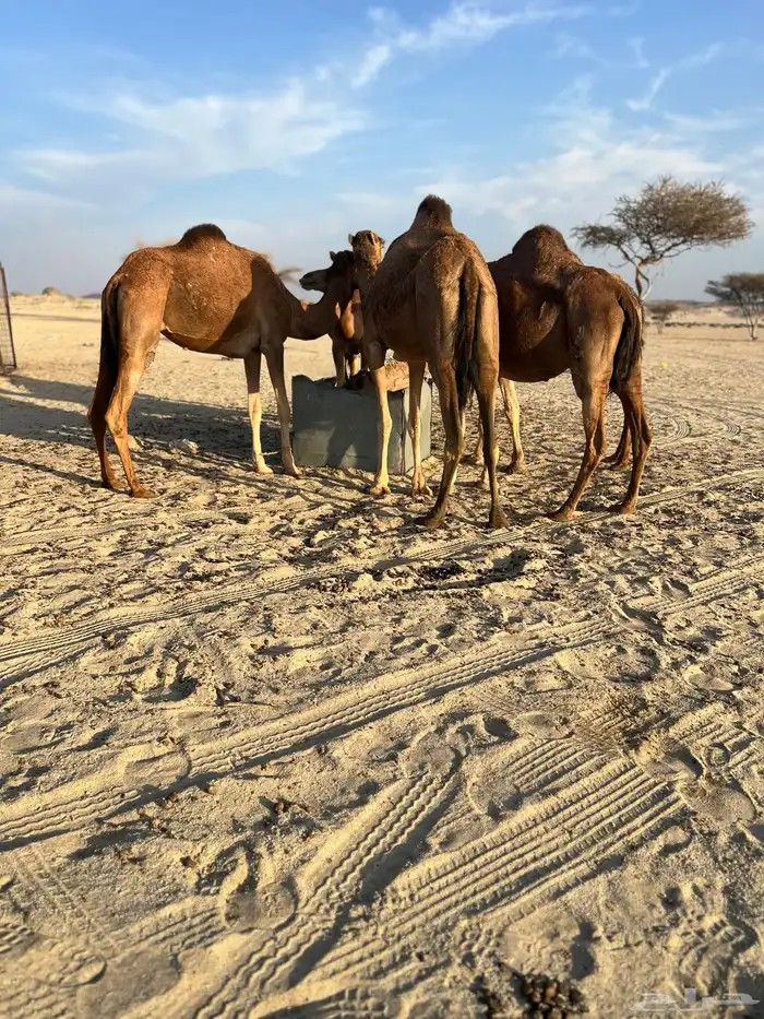 نياق البيع العداد 5 4