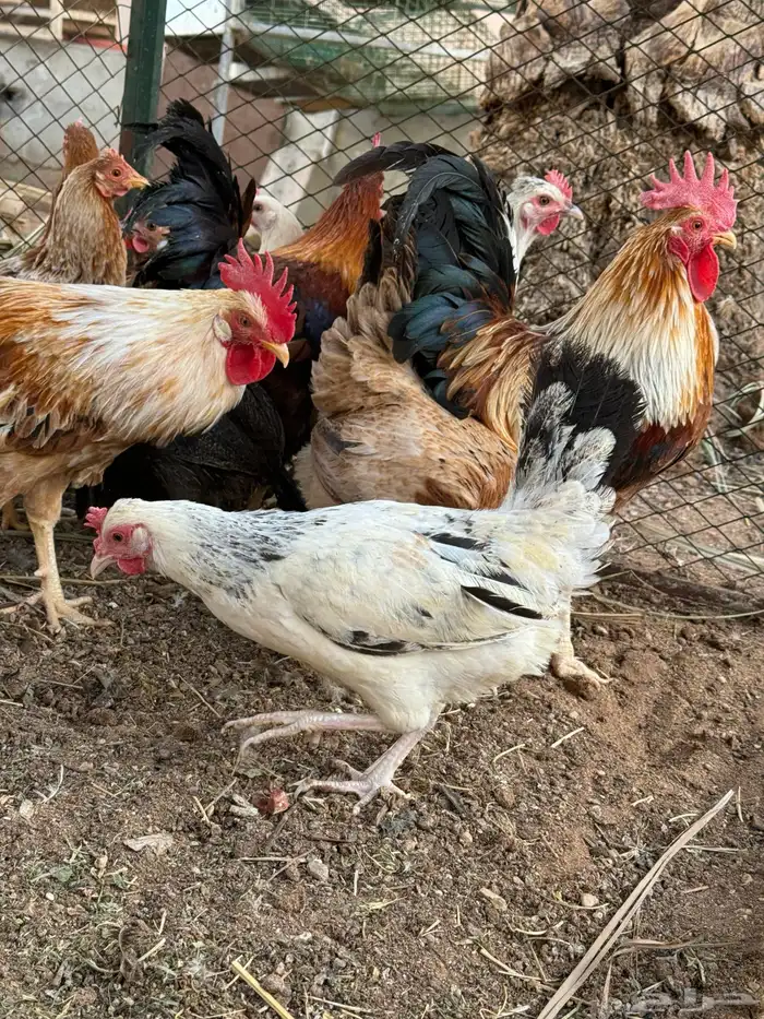 دجاج بياض 1
