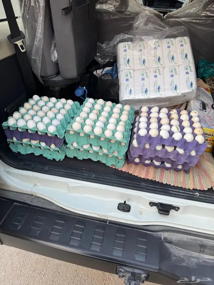 بيض أكل بلدي 0