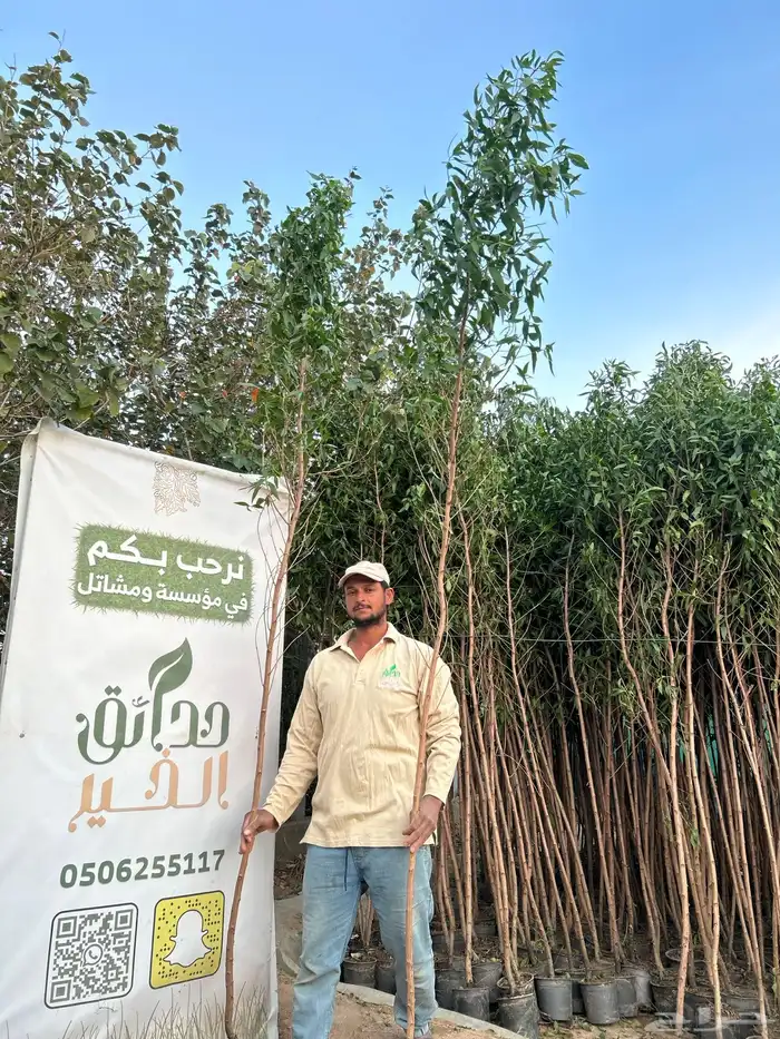كرفس ( بزروميا ) 3 متر ل 3.5 2