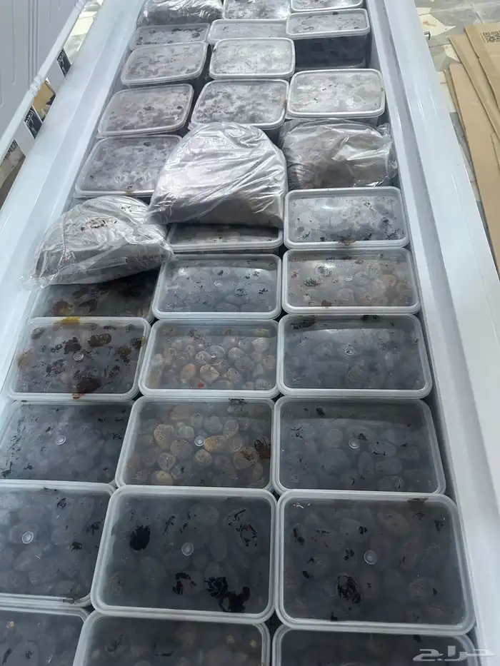 جده ارجوالتواصل واتس فقط 2