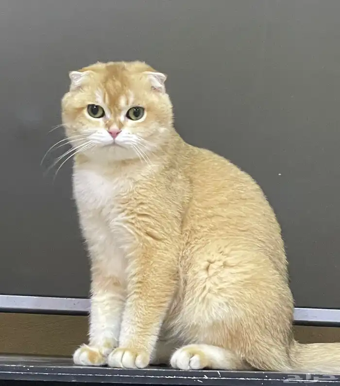 فندقة تزاوج .. سكوتش دبل فولد ny12 0