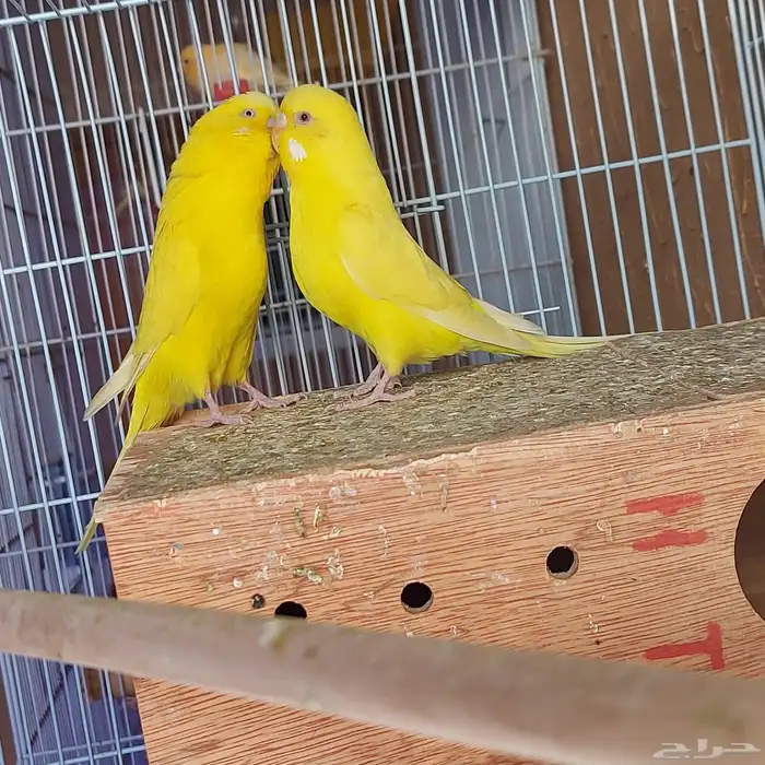 زوج بادجي هولندي البيع 4