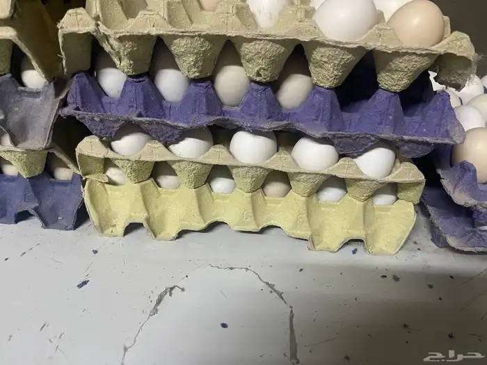 بيض بلدي 1