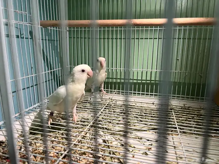 روز البينوا 2