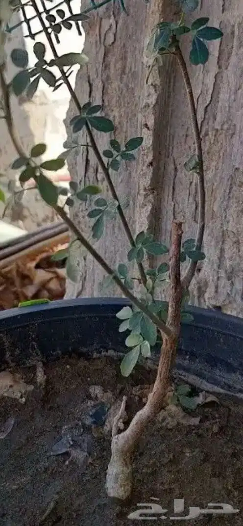شجرة البشام ( البيلسان ) 0