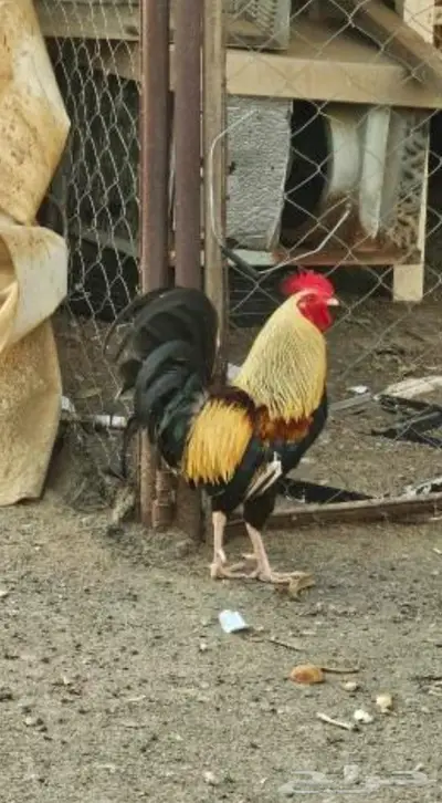 بيض دجاج عربي ترثه شوكي 0