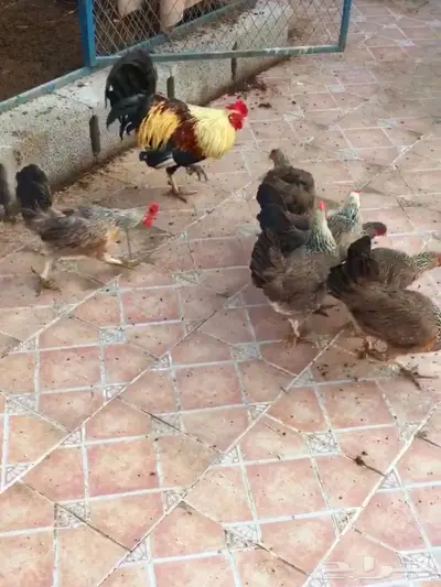 بيض دجاج عربي ترثه شوكي 5