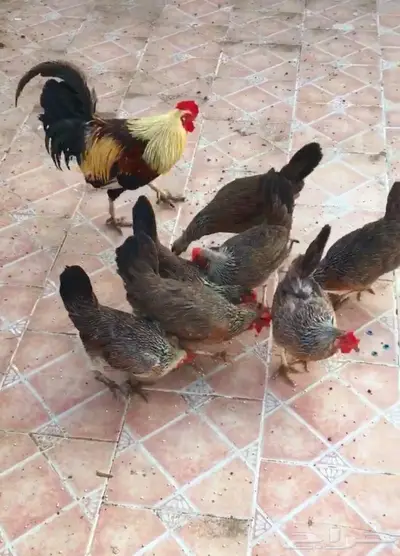 بيض دجاج عربي ترثه شوكي 3