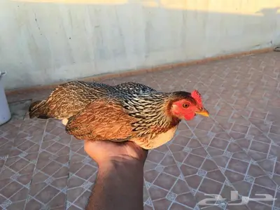 بيض دجاج عربي ترثه شوكي 2