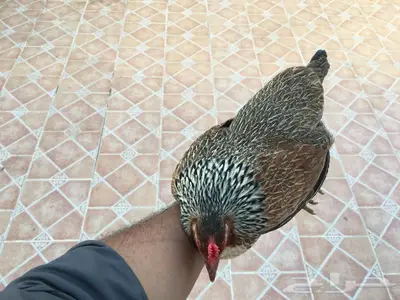 بيض دجاج عربي ترثه شوكي 4