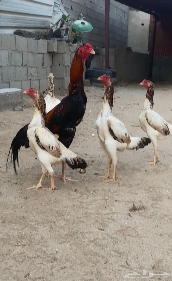 شامو ياباني 3