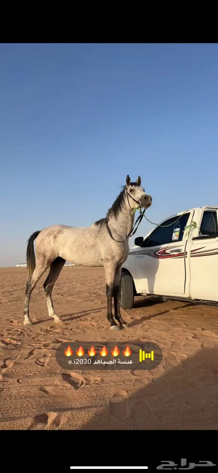 حصان شعبي 0