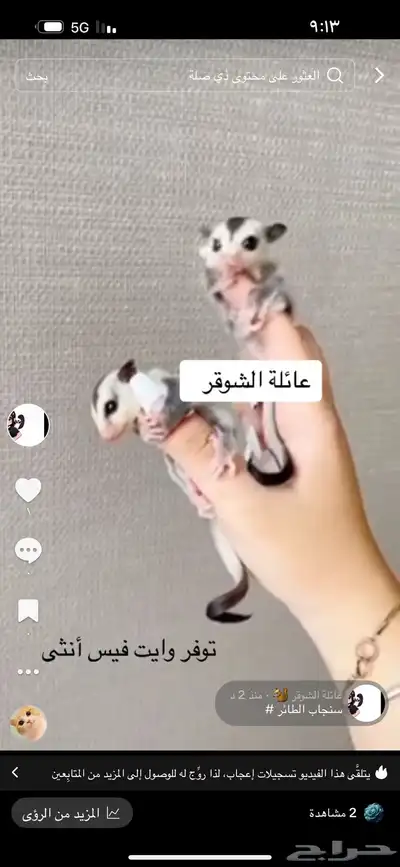 سنجاب 0
