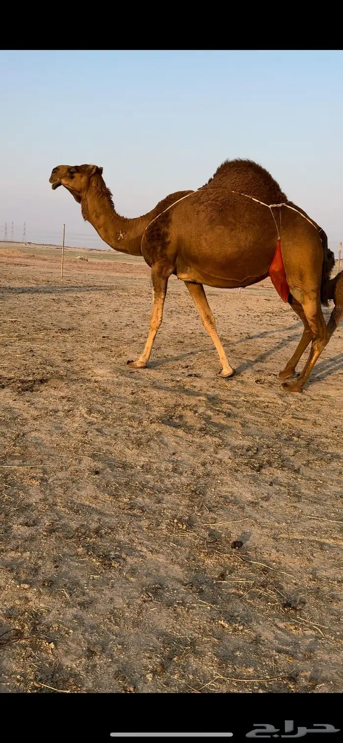 خلفه حمرا دم باخره وين اهل المقنى(تم البيع) 2